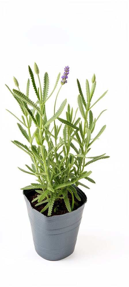 Lavanda de hoja dentada  pequeña