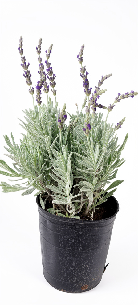 Lavanda Hoja Lanuda