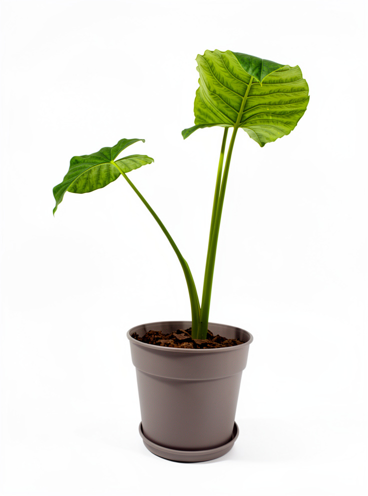 Oreja de elefante (alocasia cucullata) con maceta