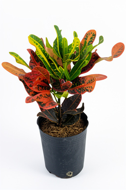 Planta de Croton pequeño