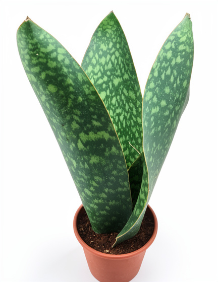 Planta Cola de ballena
