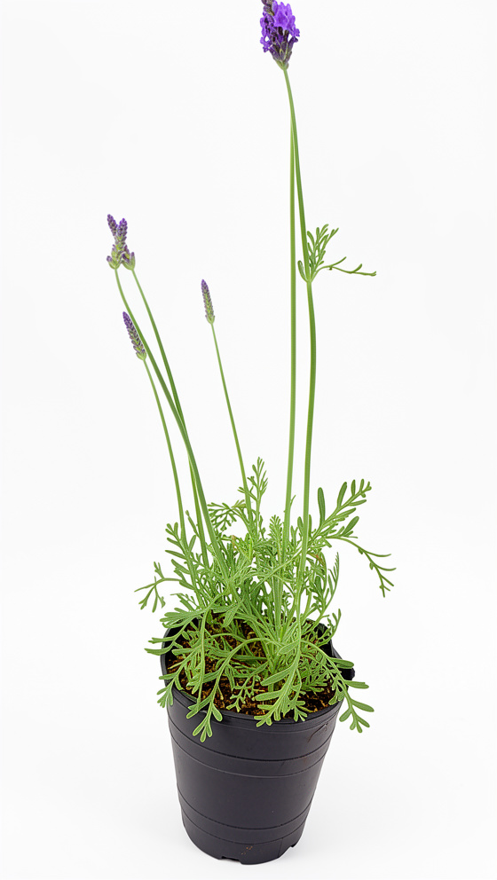 Lavanda de hoja lisa
