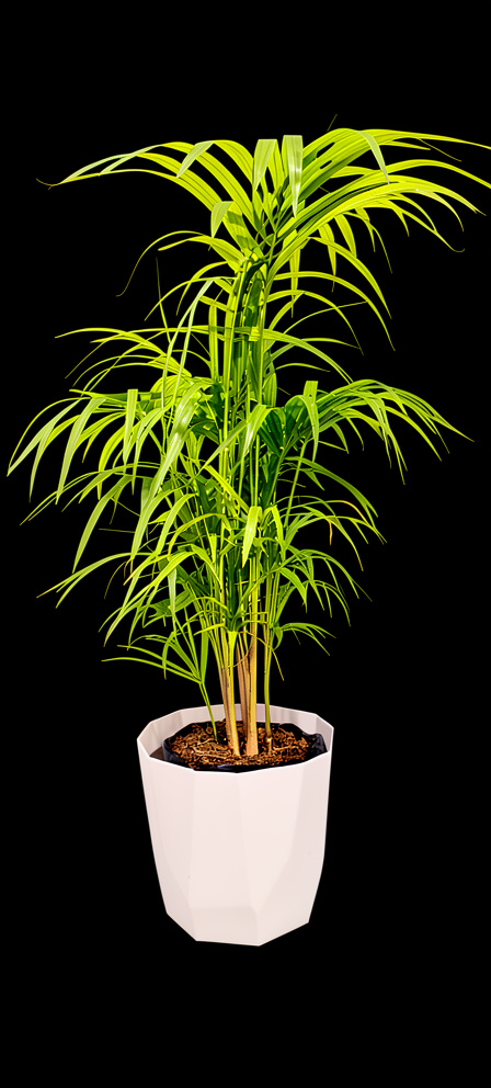 Palmera de salon (1.10 cm)