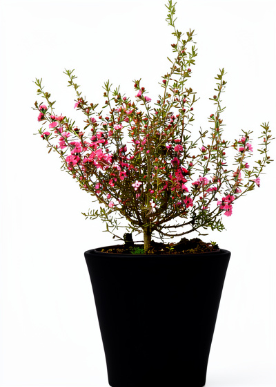Planta Leptospermum