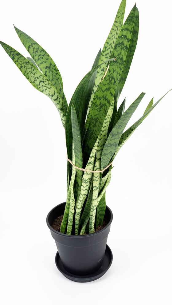 Sansevieria