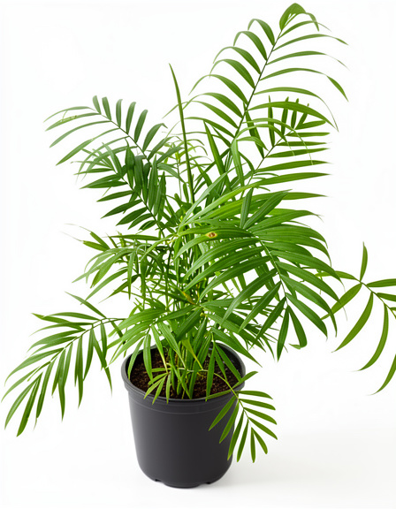 Planta Chamadorea