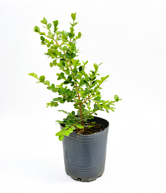 Planta de Boxus