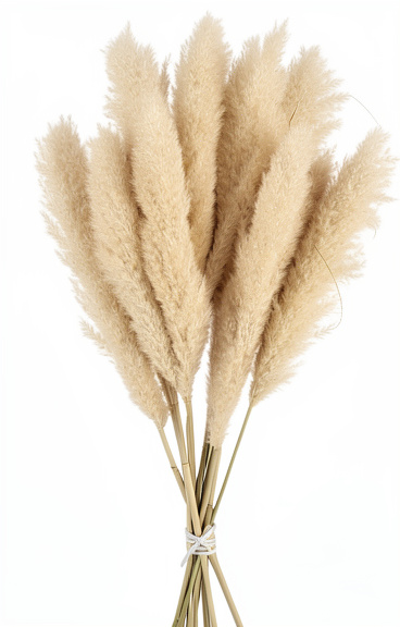 Pampa grass