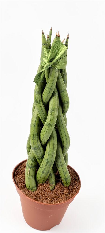 Sansevieria cylindrica trenzada mediana