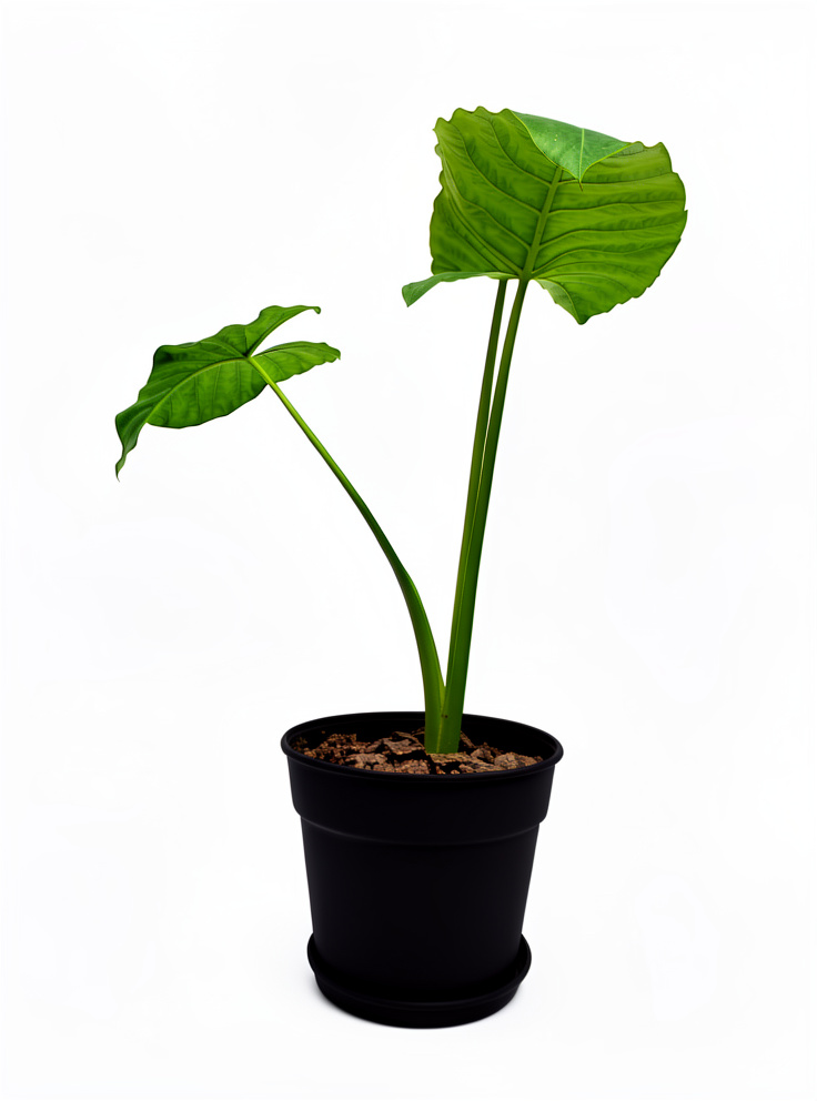 Oreja de elefante (alocasia cucullata) sin maceta