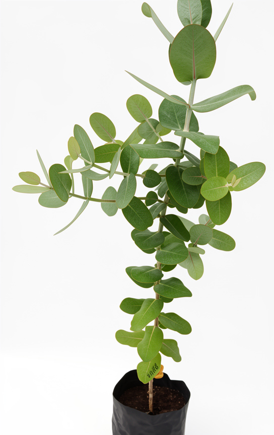 Planta de Eucalipto