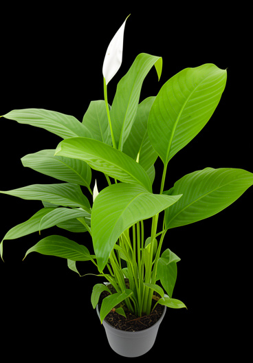 Spathiphyllum