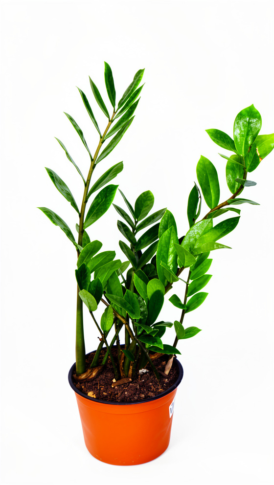 Planta Zamioculca Verde