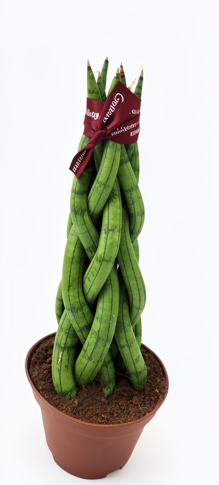 Sansevieria cylindrica trenzada grande