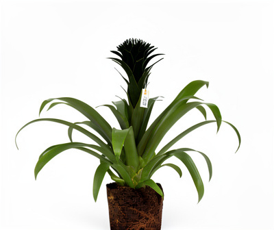 Bromelia