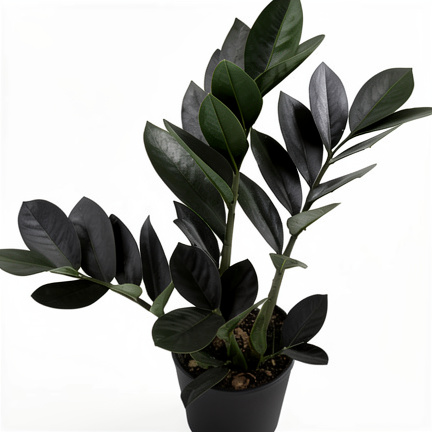 Planta de zamioculca negra