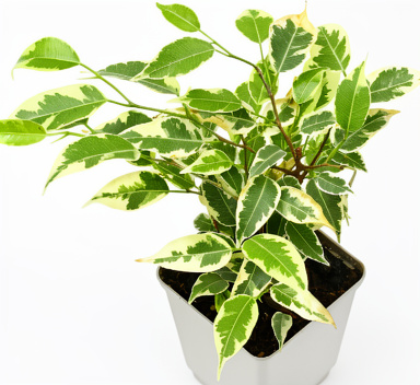Ficus disciplinado