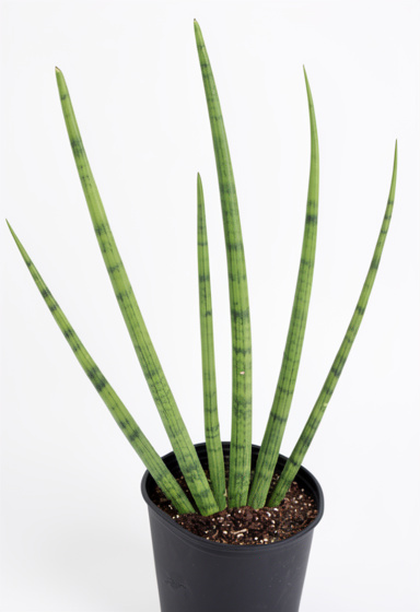 Sansevieria cylindrica