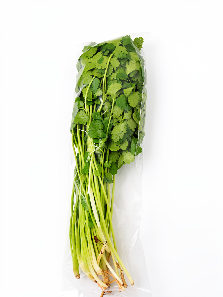 CILANTRO