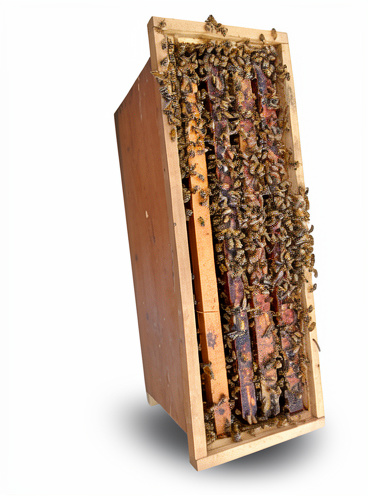 ENJAMBRE DE ABEJAS