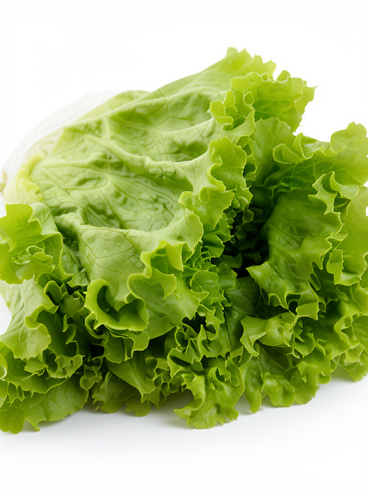 Lechuga crespa verde unidad