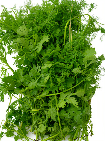 Cilantro libra