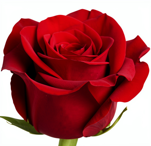 Rosas 1