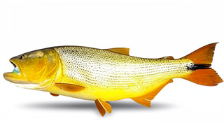 Dorado despinado