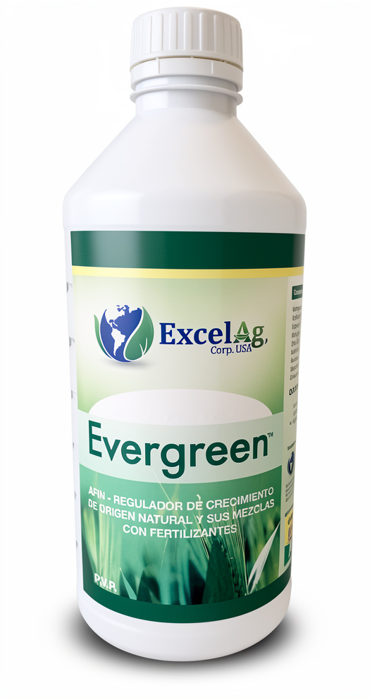 EVERGREEN X LITRO