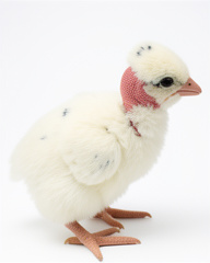 POLLITOS BIG POLLO
