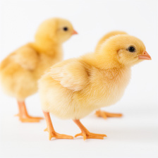 POLLITAS SEXADAS
