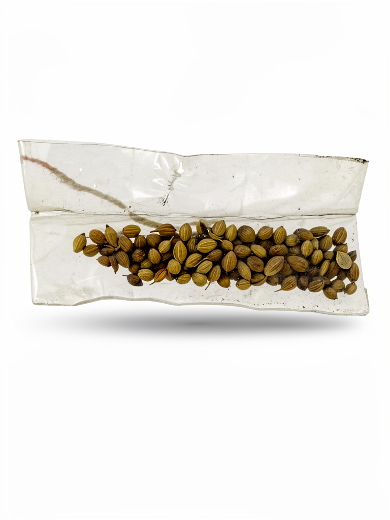 Culantro