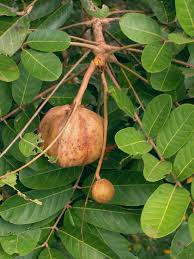 ACEITE DE SWA