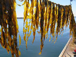 ALGAS MARINAS