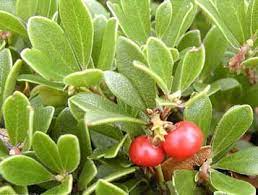 UVA URSI