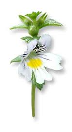 EUFRASIA