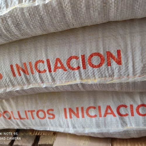 POLLITOS INICIACIÓN