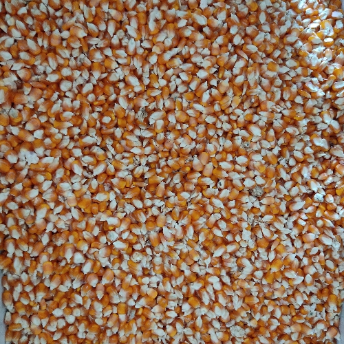 MAIZ CASCARA X LIBRA