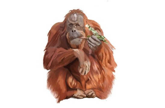 ORANGUTAN
