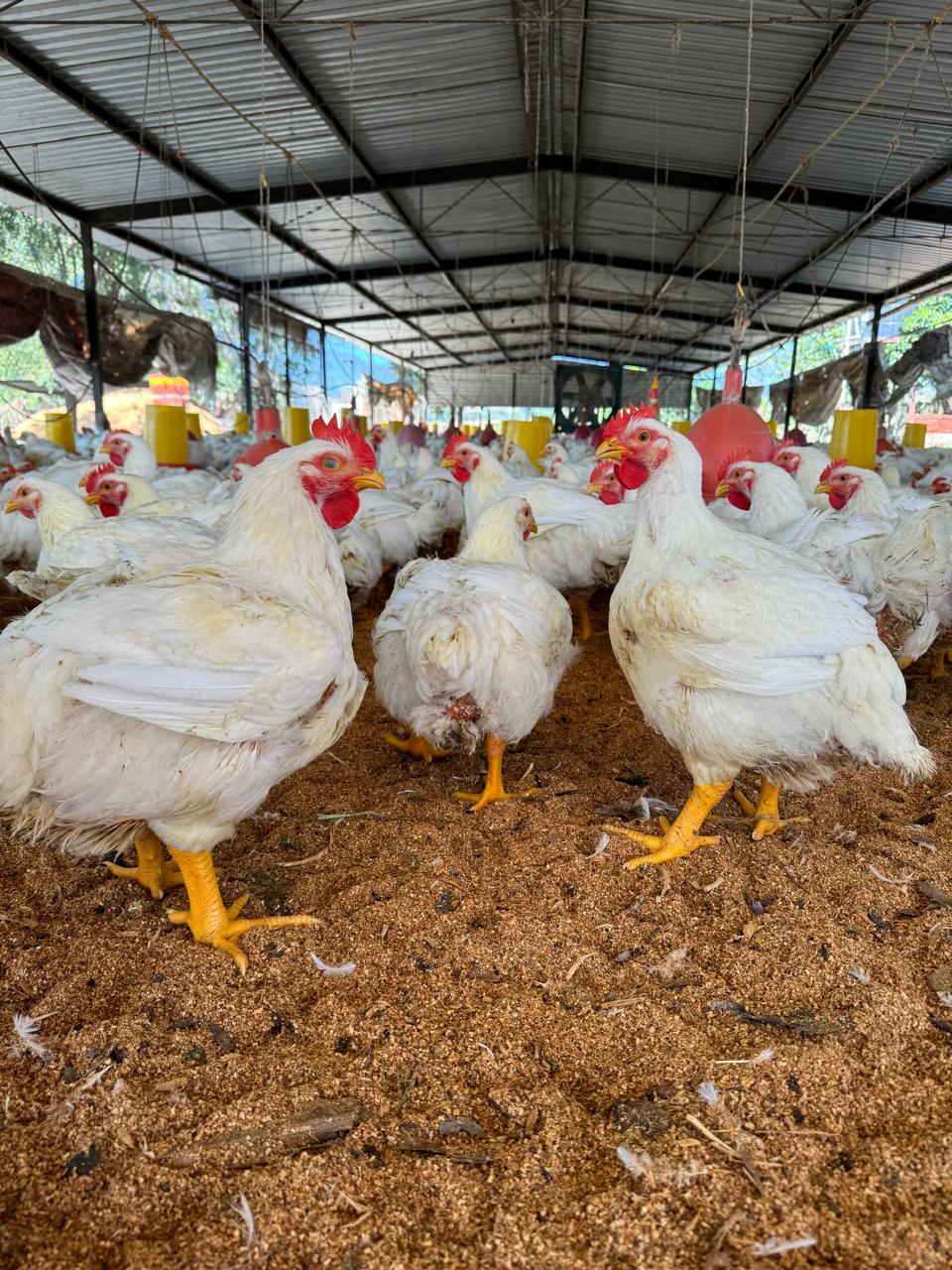 Pollos comala