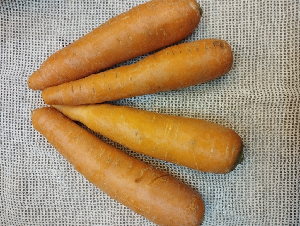 Zanahoria