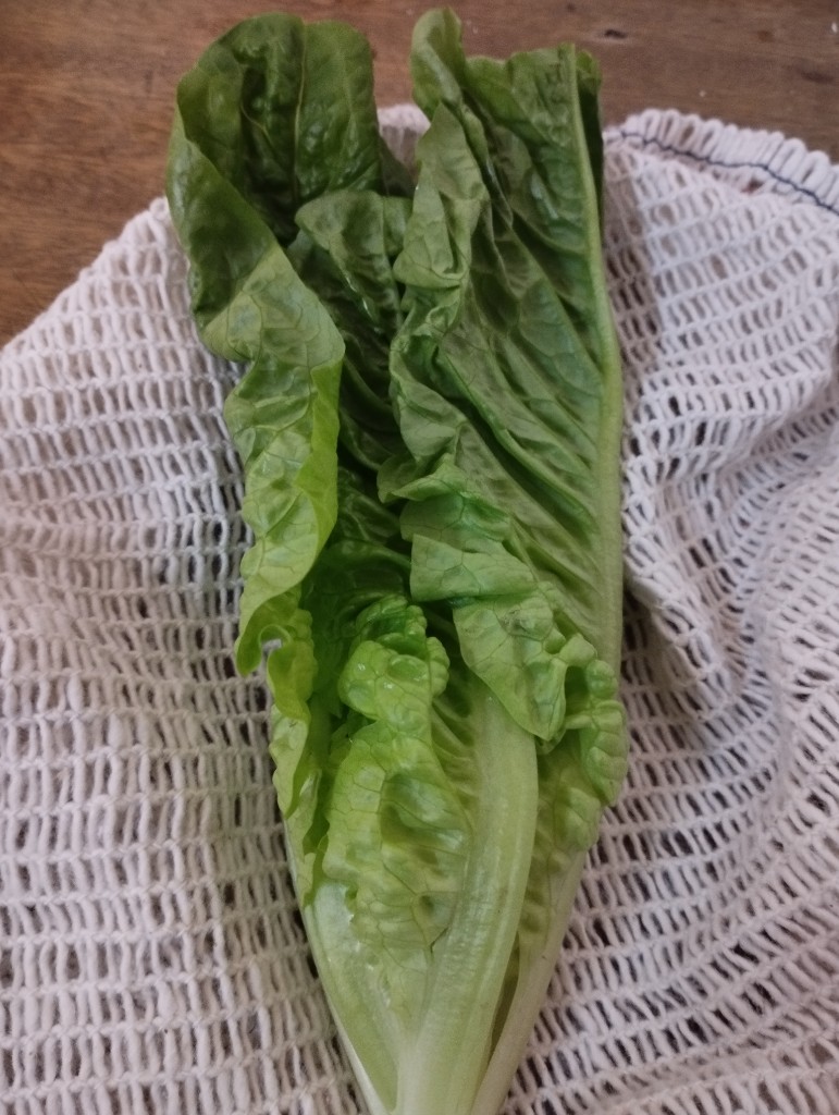 Lechuga criolla