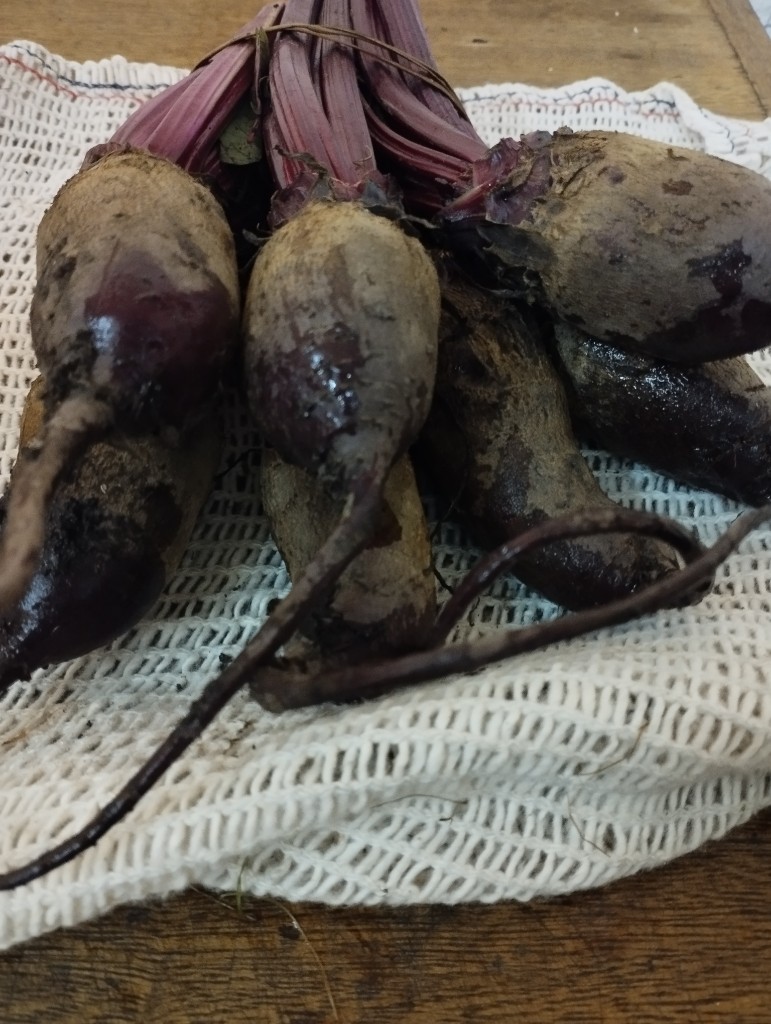 Remolacha