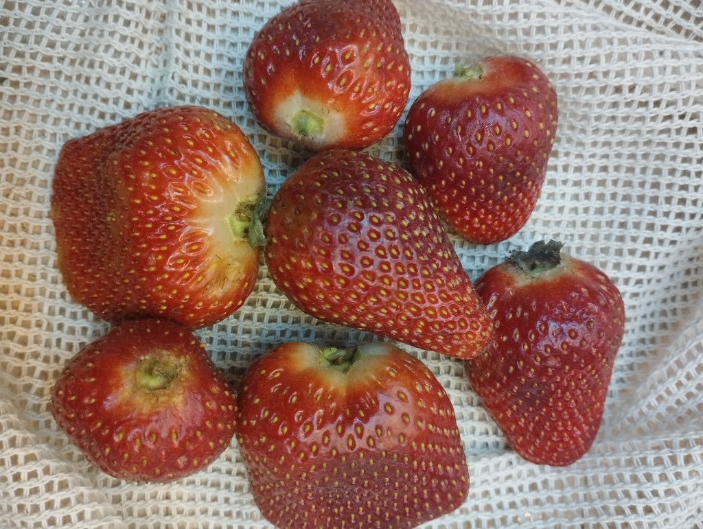 Frutilla