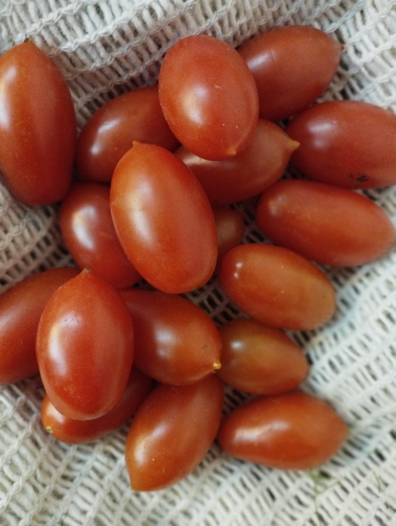 Tomate cherry