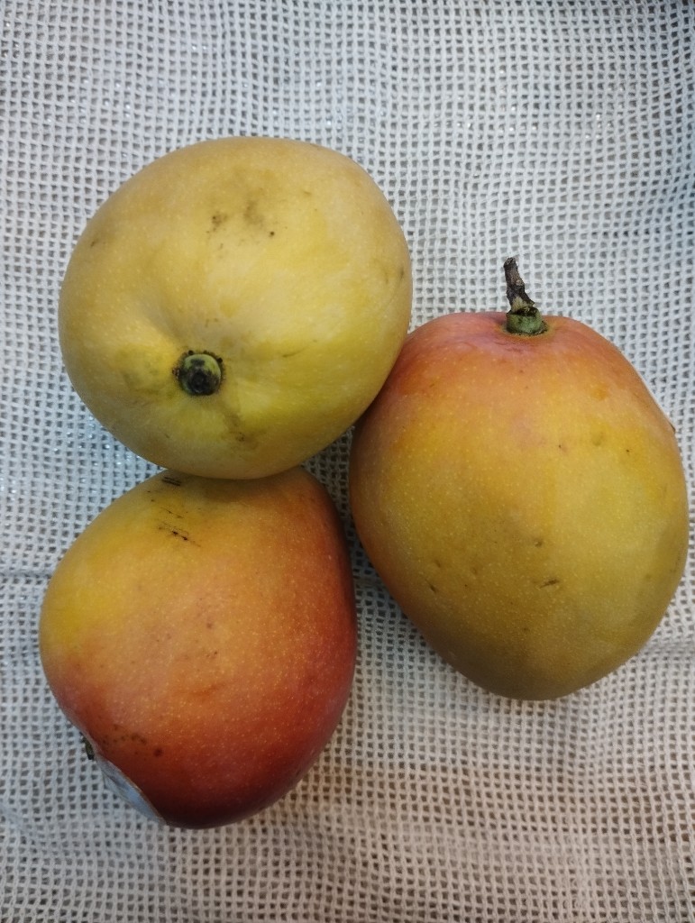 Mango