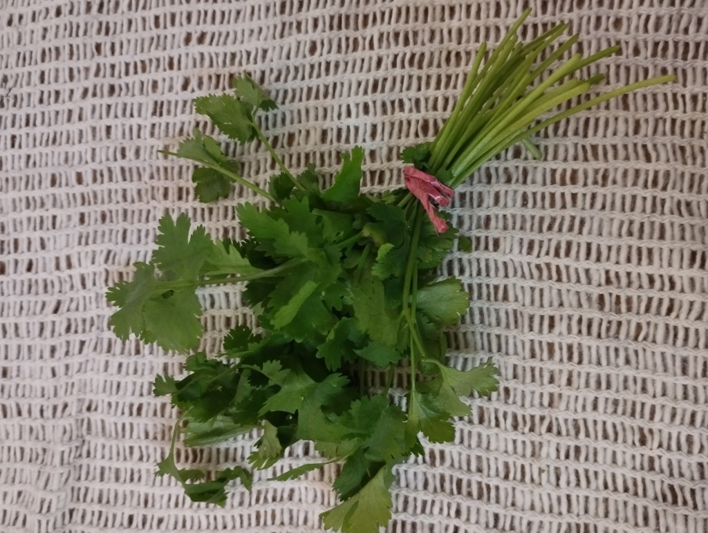 Cilantro