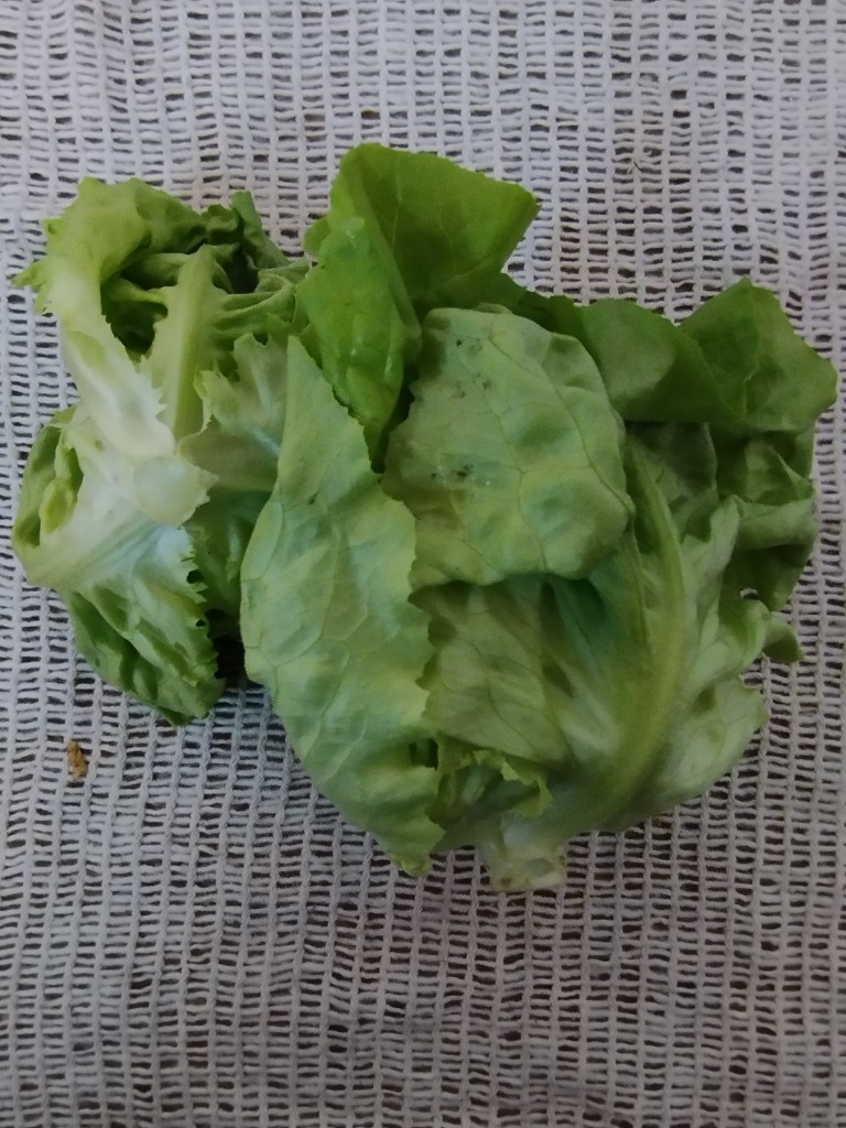 Lechuga manteca