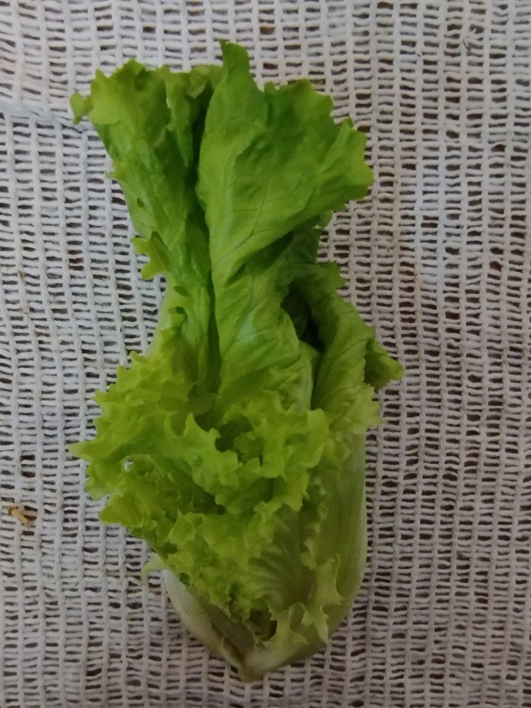 Lechuga francesa