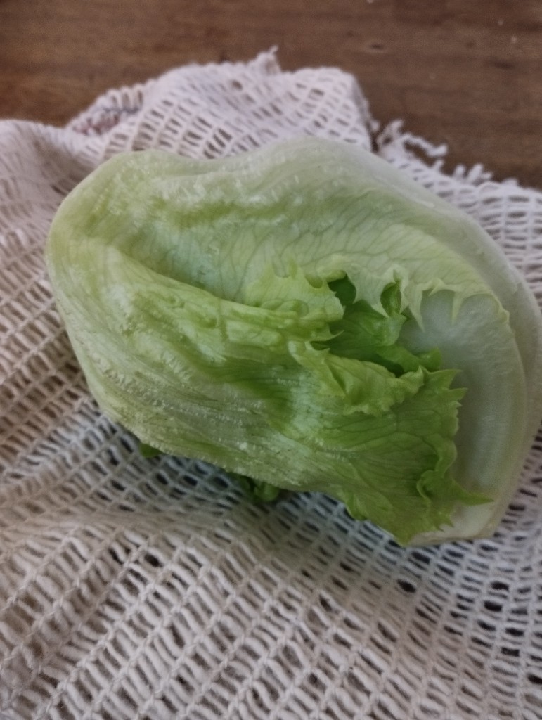 Lechuga repollada